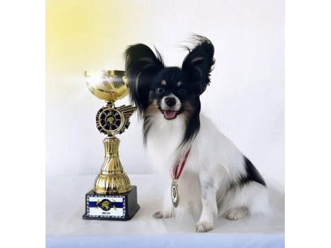Safkan papillon erkek köpeğimi sahiplendiriyorum