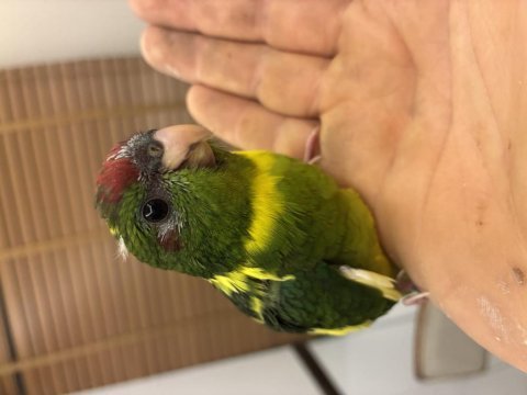 El besleme papağanımız