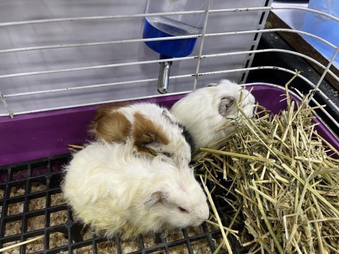 Bebek guinea pigler