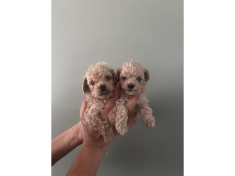 Toy poodle ırk garantili dişi erkek