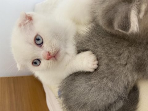 Scottish fold beyaz maviş