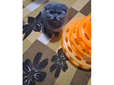 Scottish fold minnoşum