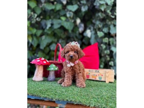 Safkan toy poodle yavrularımız