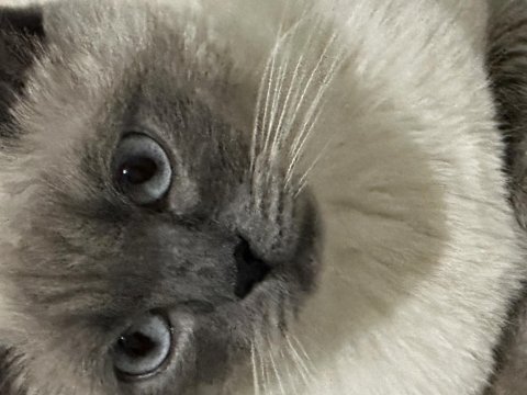 British shorthair kedimi çiftleştirmek istiyorum