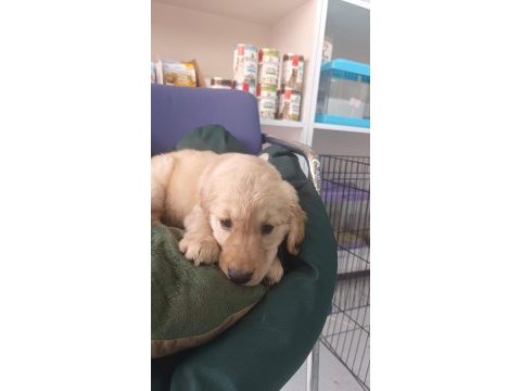 Irk ve sağlık garantili orjinal golden retriever bebeğimiz