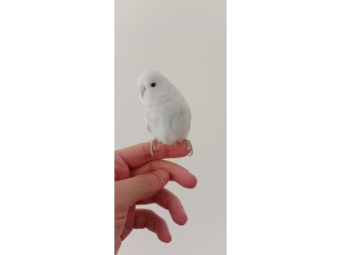 Yeme düşmüş yavru muhabbet kuşu