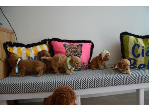 Ev doğumu maltipoo bebi̇şleri̇m yeni yuvasını arıyor