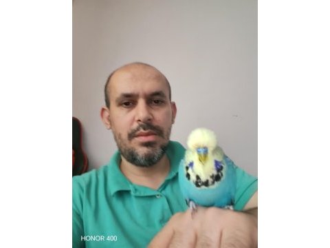 Show jumbo muhabbet kuşu erkek ve dişiler hazır