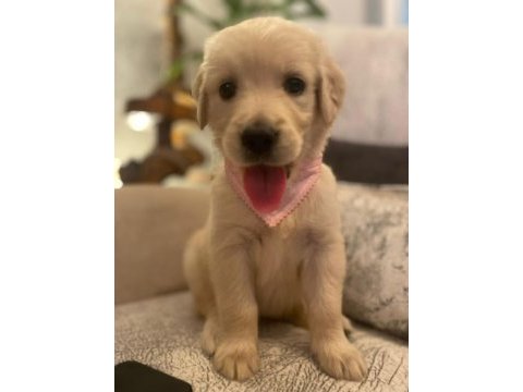 Golden retriever tuvalet eğitimi otur eğitimi vardır