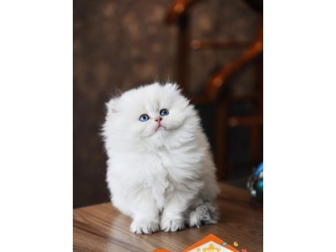 Mükemmel kalite bebek yüzlü british longhair ayıcık
