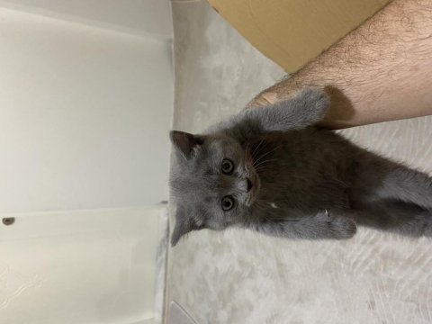Uyguna temiz ev ortamında british shorthair