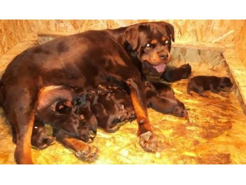 Rottweiler yavruları mükemmmeli arayanlara çiftlikten