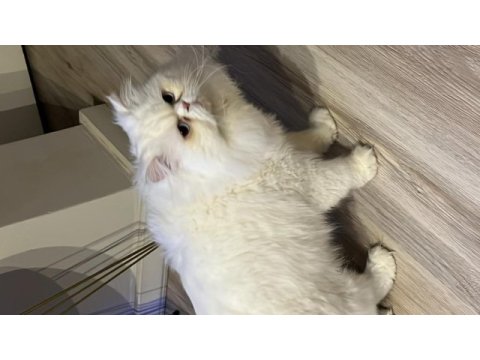 Çiftleştirme persian