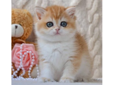 Güzellik timsali golden british shorthair