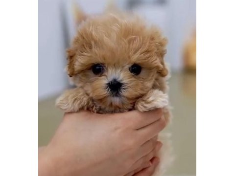 Toy poodle safkan