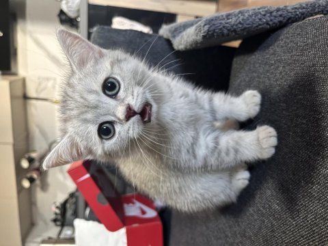 Sıcakkanlı sevimli dişi british shorthair