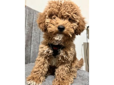 Köpeğimiz paris yeni yuvasını arıyor