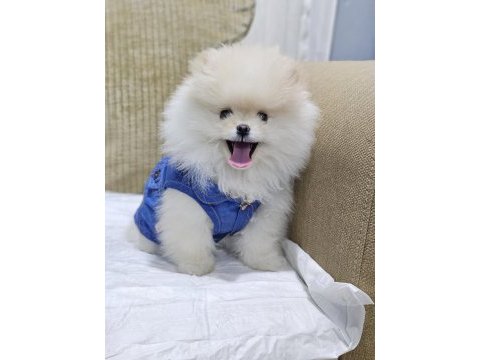 Olağanüstü güzellikte pomeranian