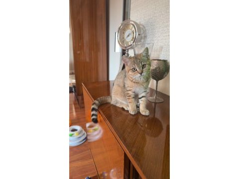 British shorthair sağlıklı yavrular