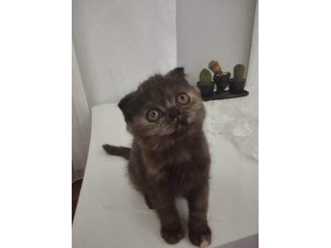 Exotic shorthair dişi yavrumuz trakya geneli sahiplendirme