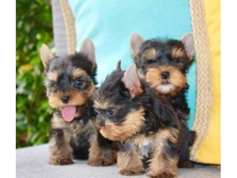 Irk ve sağlık garantili yorkshire terrier