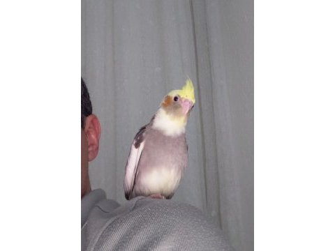 Ele alışık ısırma huyu kesinlikle yok sultan bebek