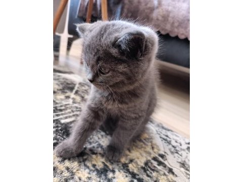 2 aylık dışı british shorthair yavru