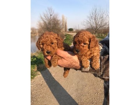 Orjinal poodle yavruları ücretsiz değildir