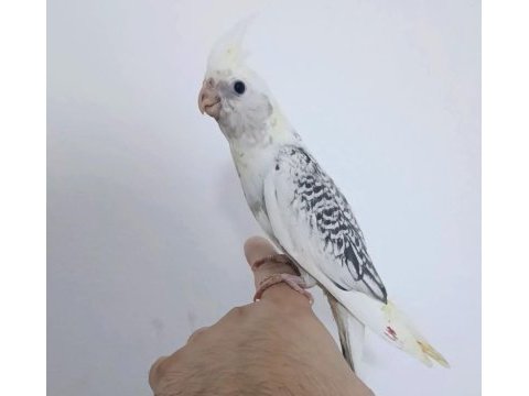 Yeni yeme düşen sultan papağanı yavrular