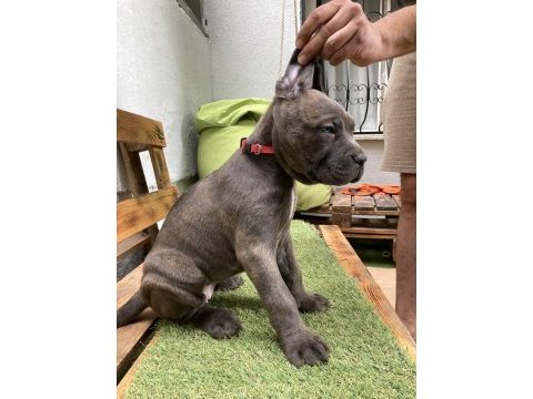 A şecere kıf fcı belgeli blue dereceli şampiyon yavruları
