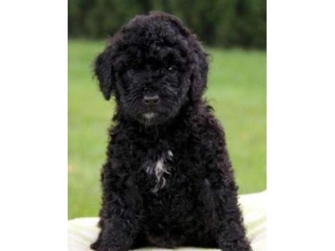 Solid black maltipoo yavrular