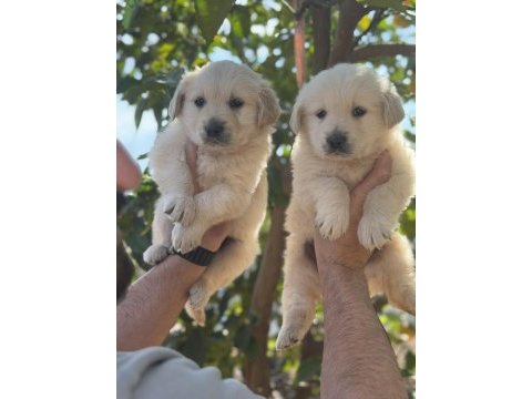 Irk ve sağlık garantili golden retriever