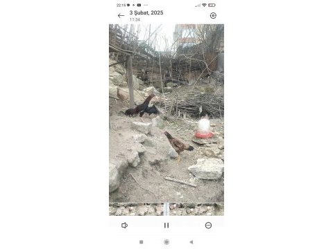 1 yaşında brezilya hint horozu