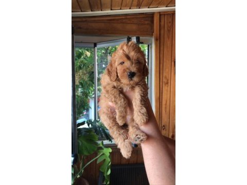 Toy poodle bebeklerimiz