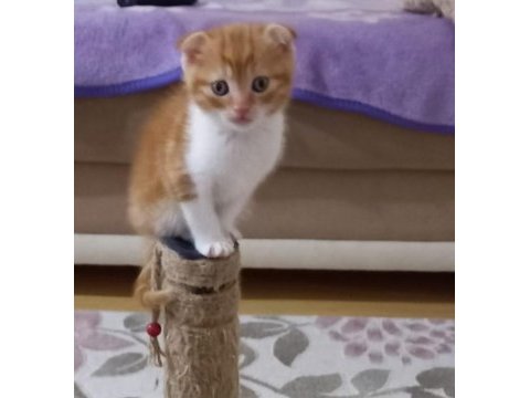 Oyunbaz bıcır scottish fold