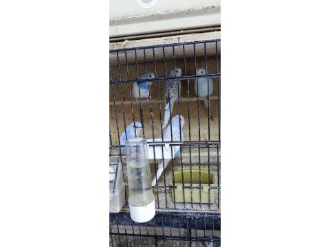 25 adet muhabbet kuşu sahiplendireceğim