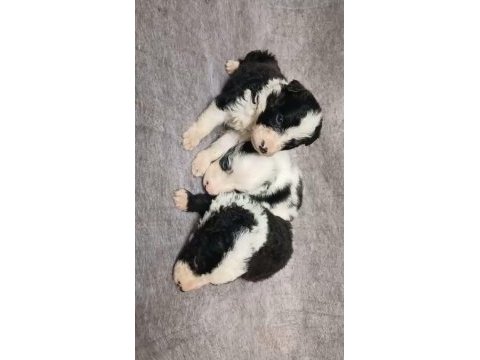 Sağlıklı border collie yavrularımız