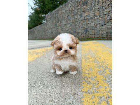 Seker kıvamında maltipoo bebeklerimiz