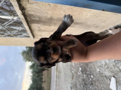 Dişi erkek maltipoo mevcut ister elden ister gönderm