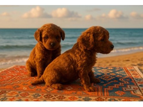 Toy poodle yavrularımız inanılmazlar