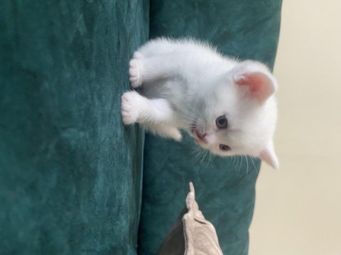 British shorthair
