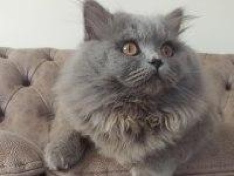British shorthair yavrularımız yeni sahiplerini bekliyor