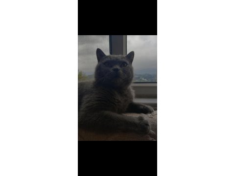 British shorthair oğlum