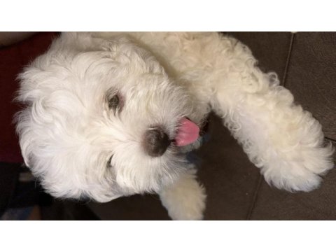 Sahibinden maltese terrier