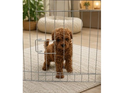 Orjinal sağlık ırk garantili sözleşmeli toy poodle