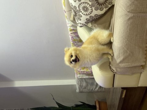 2 yaşında erkek pomeranian köpeğimiz