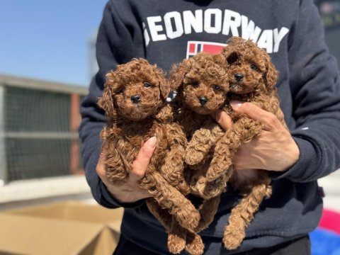 Ankarada ziyarete açık kore toy poodle yavrular