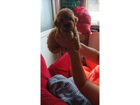 2,5 aylık dişi toy poodle
