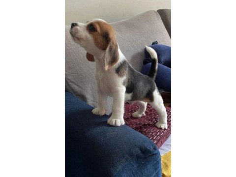 Beagle bebekler