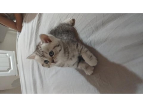 7 haftalık erkek yavru british longhair